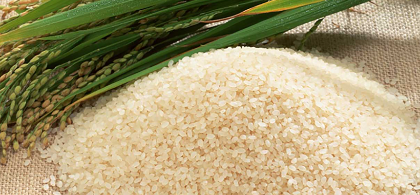 Japonica Rice